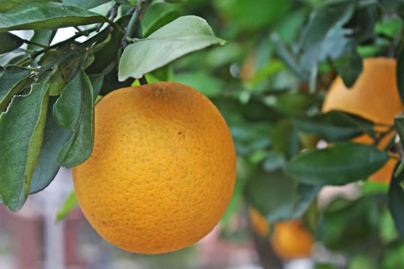 laranja